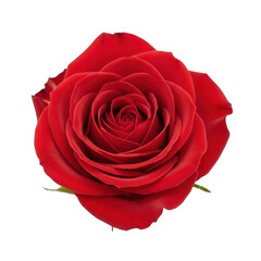A close-up view of a single, vibrant red rose in full bloom isolated on transparent background