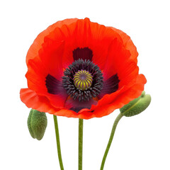 A vibrant red poppy flower with a dark center and green leaves isolated on transparent background