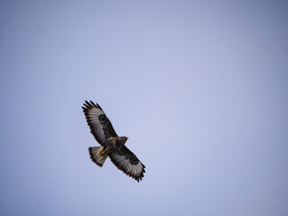 Obraz premium vulture in flight