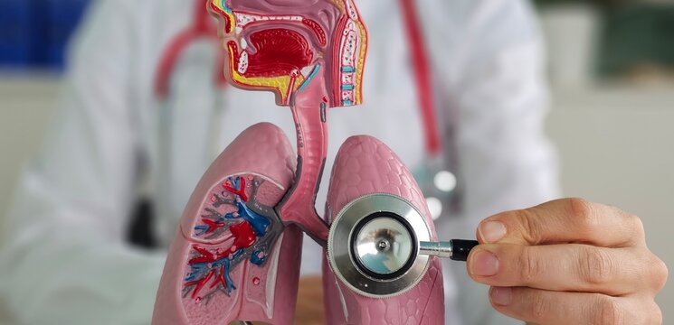 A doctor carefully examines a detailed model of a lung and listens with a stethoscope concept