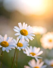 Naklejka premium Close-up of white daisies with yellow centers in soft sunlight