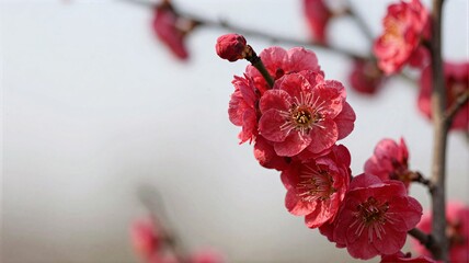 red and white flower