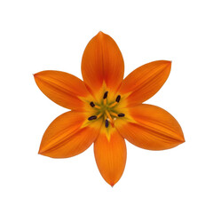 Fototapeta premium A vibrant orange flower with intricate petals and a contrasting yellow center. isolated on transparent background