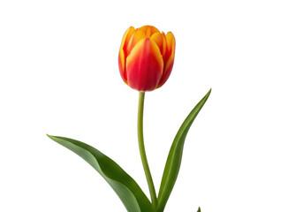 Obraz premium Single vibrant orange and red tulip flower with green leaves isolated on transparent background