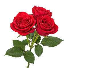 Three vibrant red roses with green leaves isolated on transparent background
