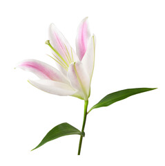 Pink and white lily flower (blossoming) isolated on white or transparent background