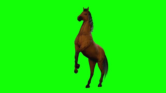 Majestic horse performing rearing action on green screen chromakey background, presented as detailed 3d animated cartoon animation, ready for professional video editing and creative compositions.