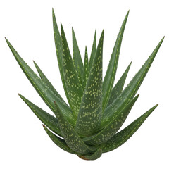 Fototapeta premium A close-up view of a healthy aloe vera plant with long, pointed leaves and serrated edges isolated on transparent background