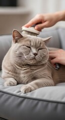 Relaxed Cat Being Groomed on Sofa.