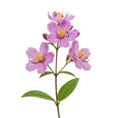 A close-up view of a beautiful purple flowering plant with delicate petals isolated on transparent background
