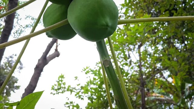 Close up of papaya tree and fruits