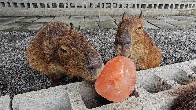 Adorable zoo capybara relaxing and interacting with visitors, viral cute animal moment with calm expression and fluffy face, heartwarming wildlife scene perfect for trending pet and social media conte