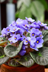 African violet (saintpaulia ionantha) flowers.
