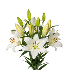 Obraz premium A beautiful bouquet of white lilies with yellow centers, elegantly arranged in a vase. isolated on transparent background