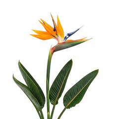 A vibrant strelitzia reginae flower with striking orange and blue petals against a white background isolated on transparent background