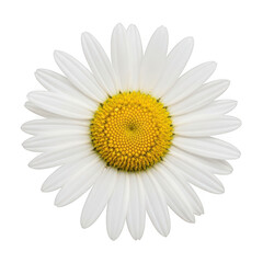 Fototapeta premium A close up of a beautiful white daisy with a bright yellow center isolated on transparent background