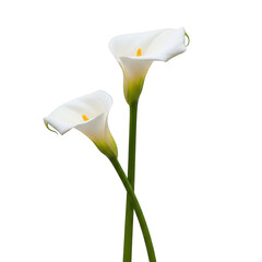 Two elegant white calla lilies with long green stems against a white background isolated on transparent background