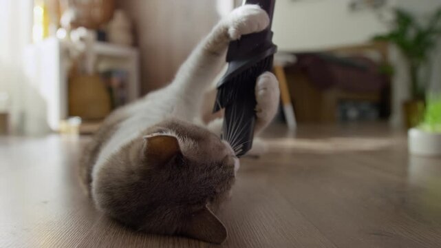 Playful Cat Biting Vacuum Cleaner Attachment