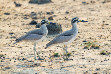 Obraz premium blue footed booby