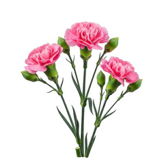 Obraz premium A beautiful bouquet of pink roses with green stems and leaves isolated on transparent background