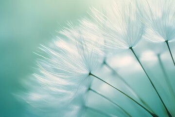 close-up of delicate dandelion seed parachutes against a soft teal background conveying airy, serene and dreamy calm