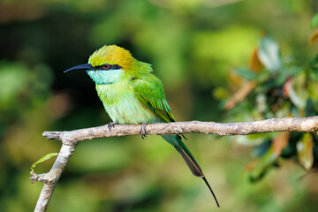 lilac breasted roller