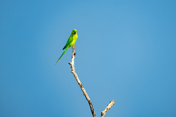 blue tit perched on a branch