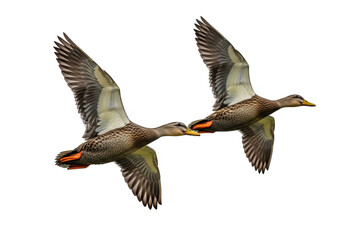Two mallard ducks in flight showing their orange feet isolated on transparent background