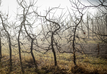 nebbia in montagna