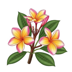 Fototapeta premium A vibrant and colorful tropical flower with yellow, orange, and pink petals. isolated on transparent background