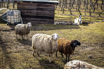 anelo pecore in montagna