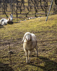 anelo pecore in montagna