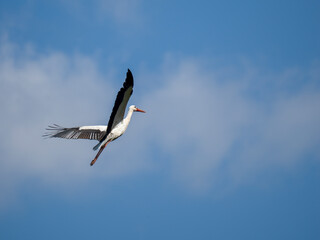 Obraz premium Weißstorch, Ciconia ciconia