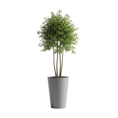 Obraz premium A small green tree planted in a grey pot on a white background. isolated on transparent background