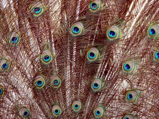 Obraz premium Peacock Feathers Texture with Vibrant Blue and Green Eye Patterns, Natural Ornamental Background Showing Iridescent Plumage Detail and Exotic Wildlife Elegance