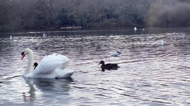 -The swans on the lake are in Epping Forest, London. -A lake with the natural Forest and Swan with the ducks. Epping Forest, London England -4K resolution video 3840x2160