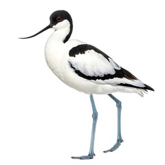 Obraz premium Elegant, isolated avocet bird with black/white plumage & blue legs is stepping forward against a plain white background