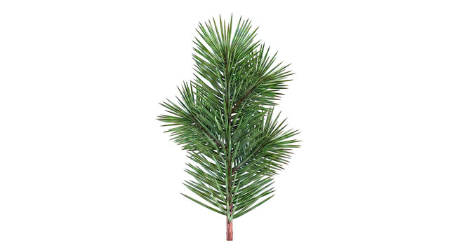 Pine Tree Branch with Green Needles