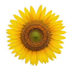 Obraz premium A vibrant sunflower with intricate petals and a detailed center against a white background isolated on transparent background