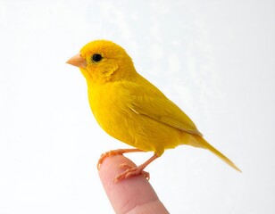 A bright yellow bird perches on a human finger