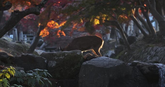 Glowing silhouette of beautiful deer walking across stream in Japanese autumn park - slow motion