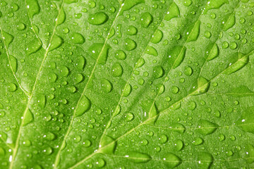Macro view of green leaf with water drops as background