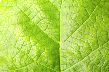 Obraz premium Macro view of green leaf as background