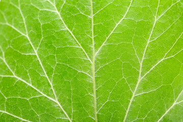 Macro view of green leaf as background