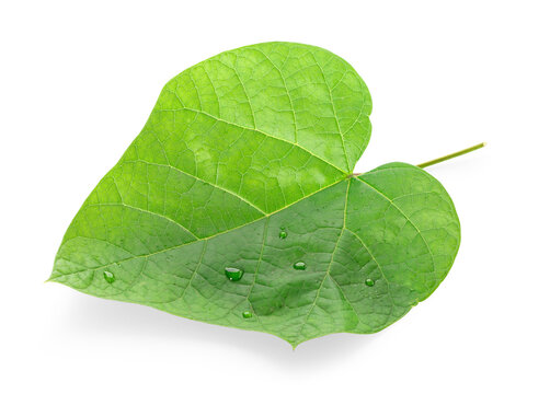 Green redbud tree leaf with water drops isolated on white background