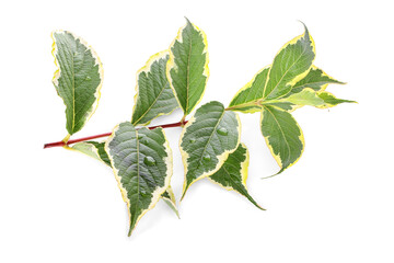 Green variegated dogwood leaves with water drops isolated on white background