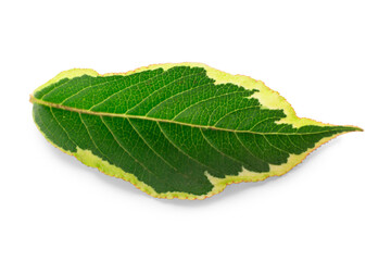 Green variegated dogwood leaf isolated on white background