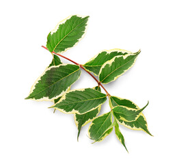 Fototapeta premium Branch with green variegated dogwood leaves isolated on white background
