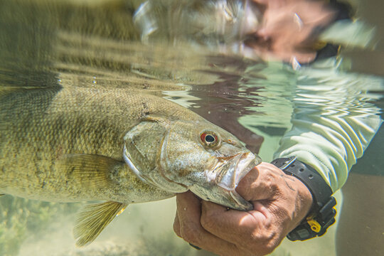 Close-up of angler releasing a smallmouth bass underwater