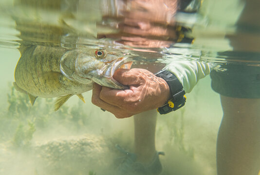 Close-up of fisherman releasing smallmouth bass underwater